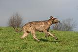 IRISH WOLFHOUND 381